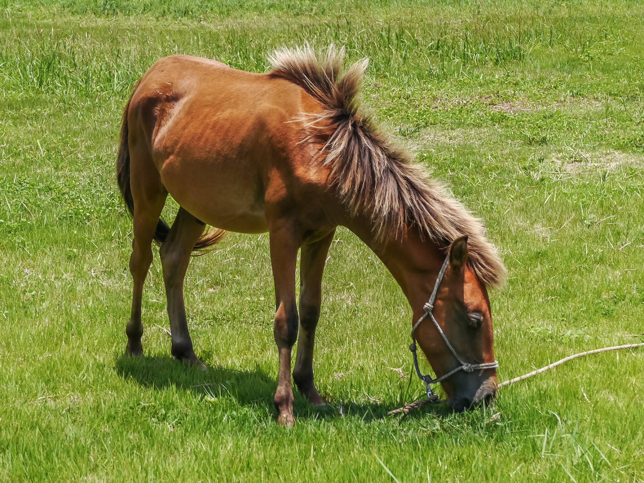 Yonaguni Horse